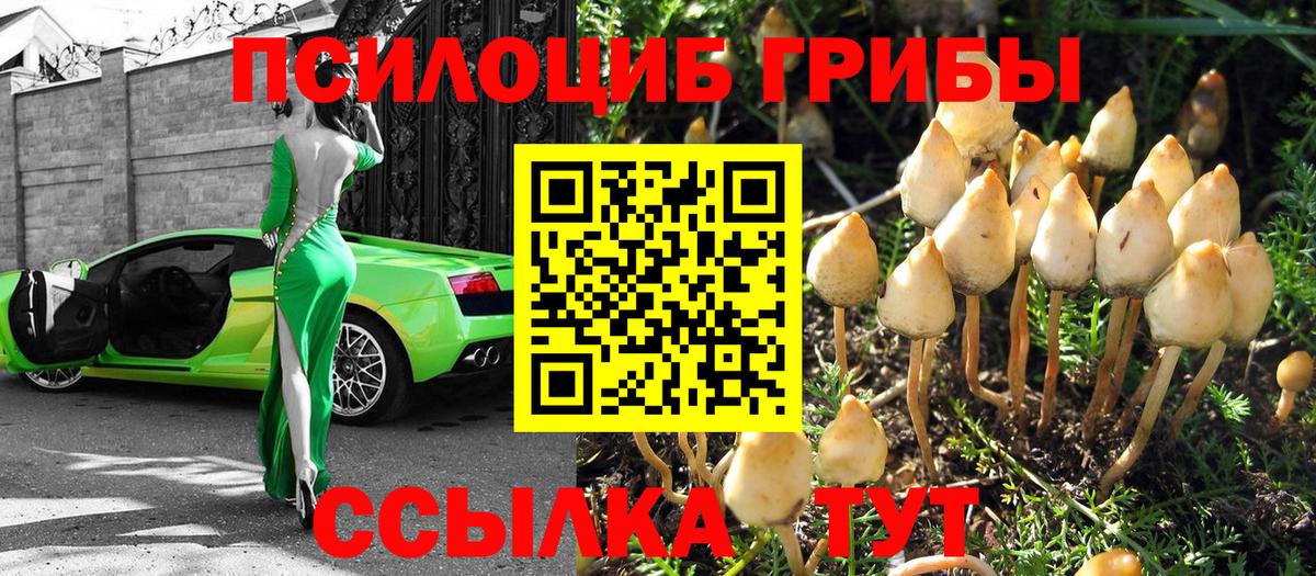Губаха  Псилоцибиновые грибы мицелий  Вход с VPN 